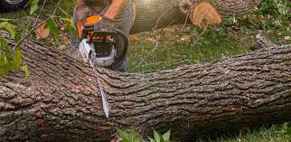 Best Lawn Renovation and Restoration  in Fairlawn, VA