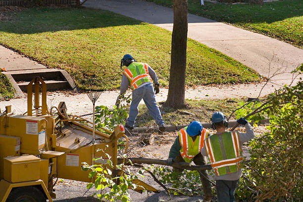 Best Stump Grinding and Removal  in Fairlawn, VA