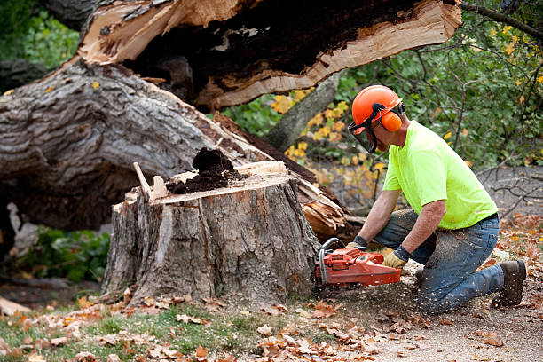 Best Hazardous Tree Removal  in Fairlawn, VA