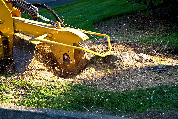 Best Tree Health Inspection  in Fairlawn, VA