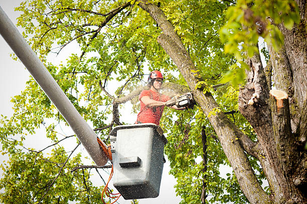 How Our Tree Care Process Works  in  Fairlawn, VA