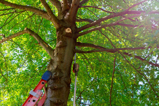 Best Emergency Tree Removal  in Fairlawn, VA